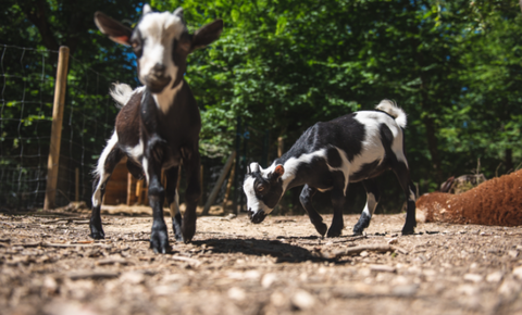 Découvrez La Ferme du Paradis à Rieumes